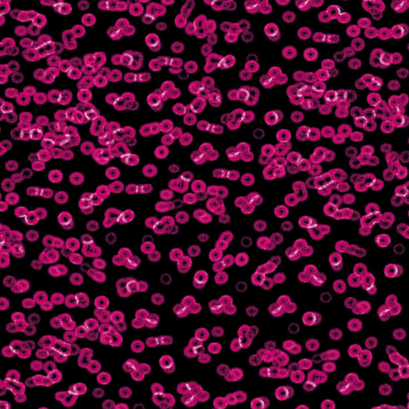 Forbo Flotex Sottsass Designkollektion - Bacteria 990101